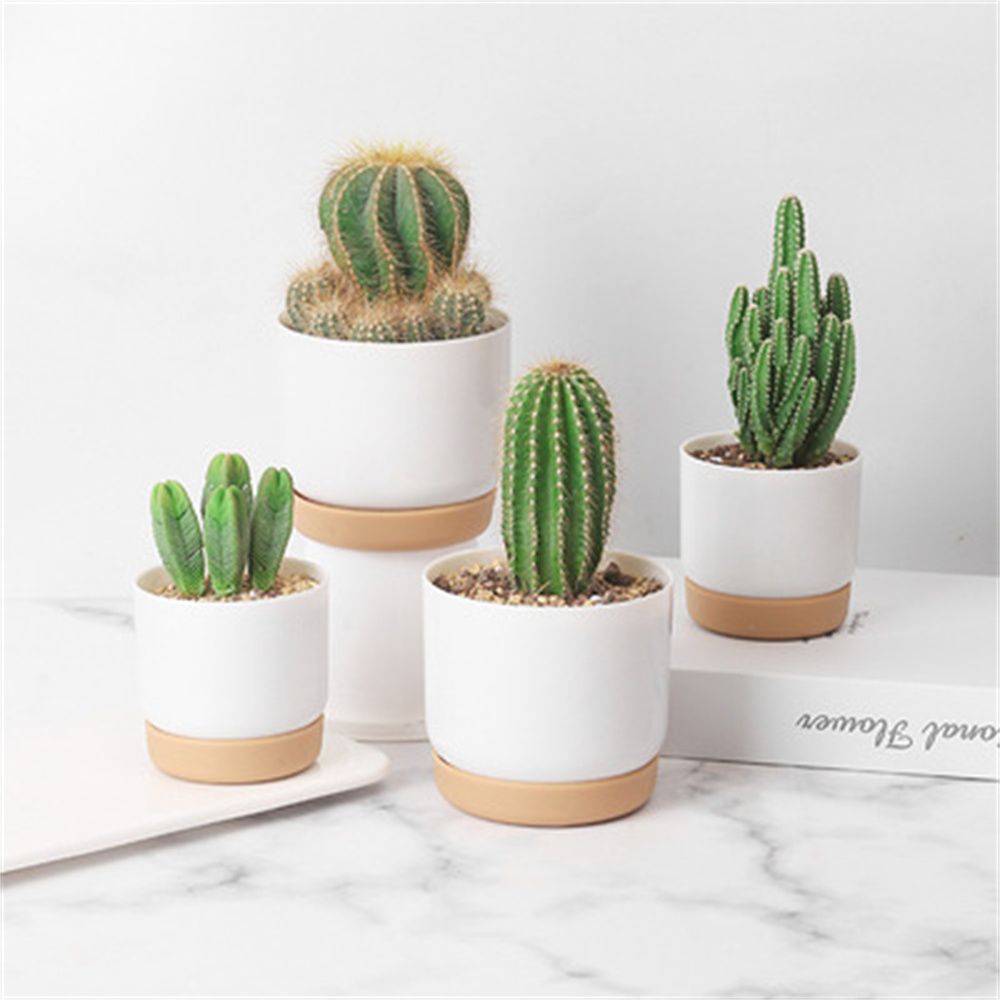Cactus Mix Pot - Vaso per Piante Grasse Rotondo con