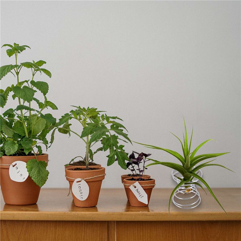 Air Plant Tillandsia - Set di 6 Supporti per Piante