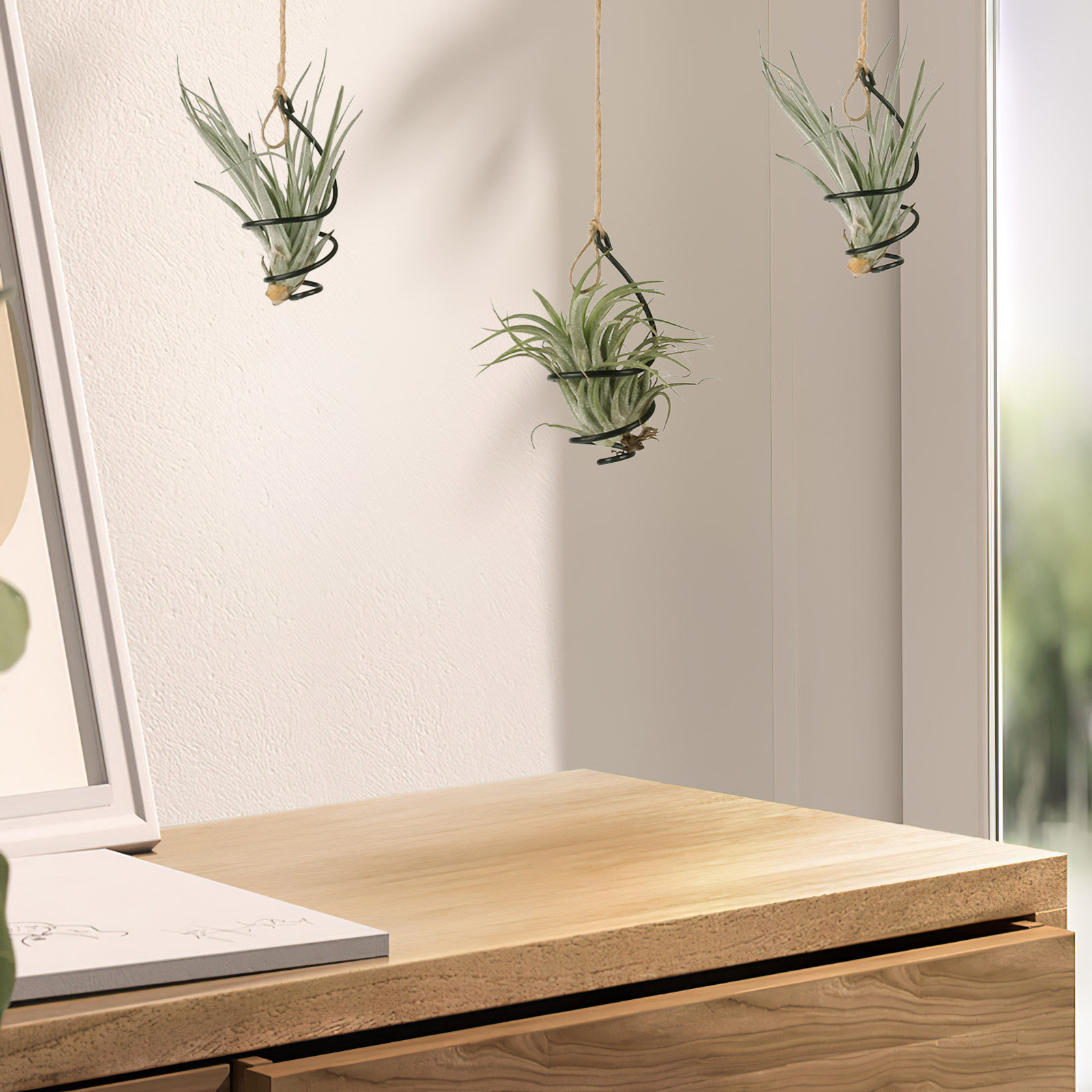 Air Plant Tillandsia - Set di 12 Supporti a Spirale