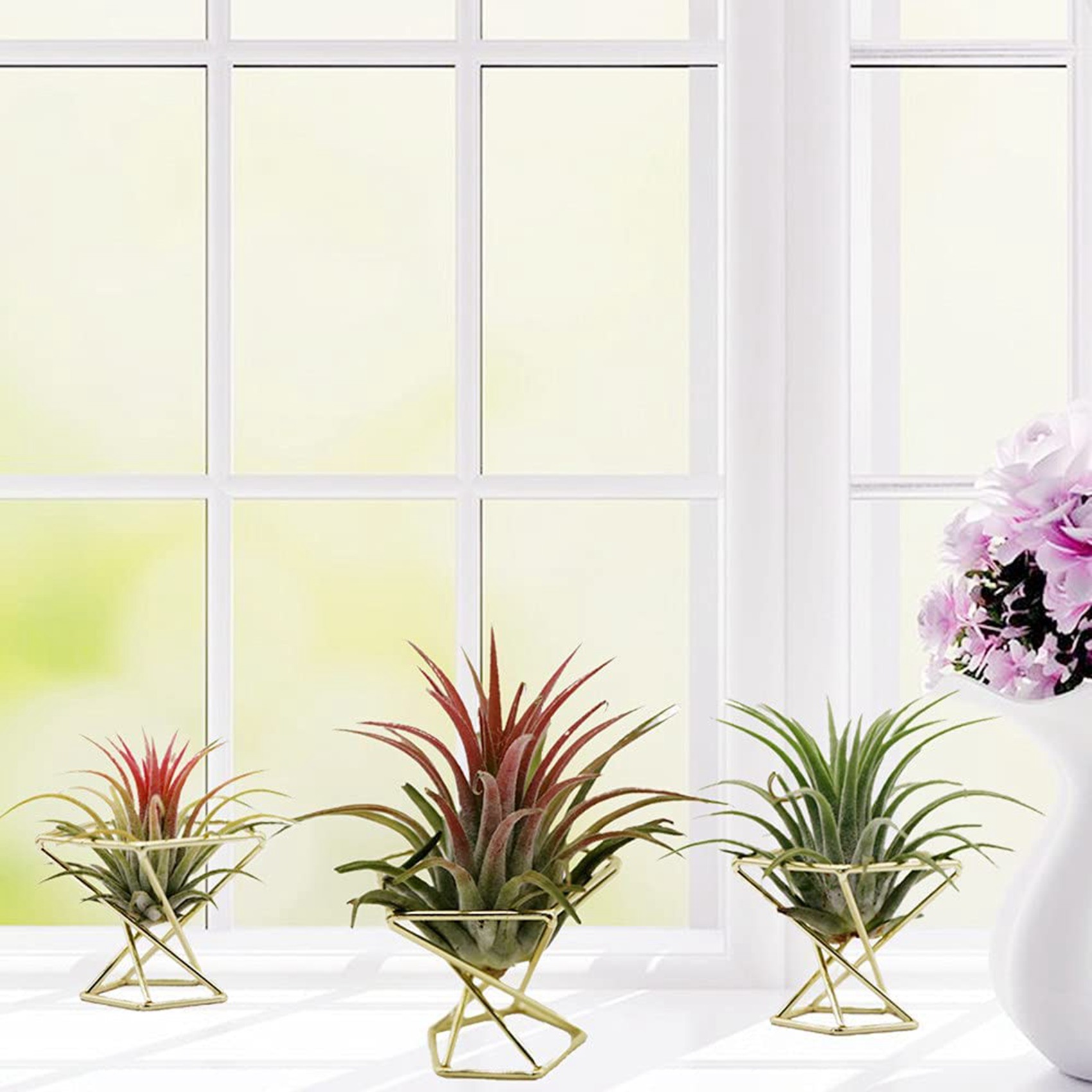 SYW-8 Pezzi Supporto Geometric - Air Plant Tillandsia recensione e prezzo