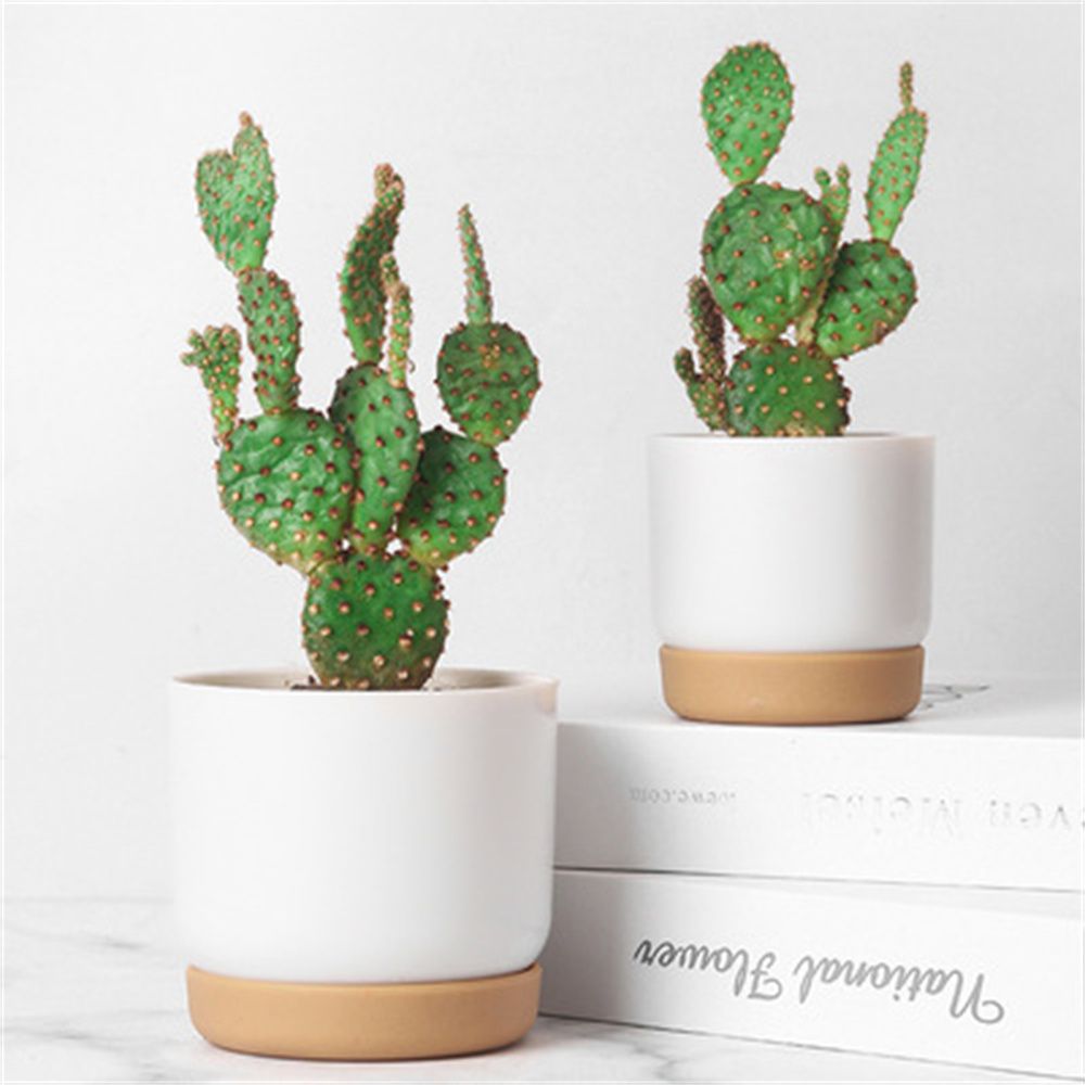 Vaso per Piante Grasse Rotondo - Cactus Mix Pot recensione e prezzo