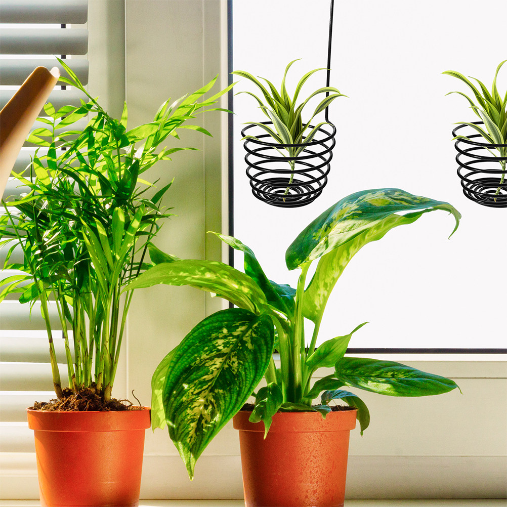 3 Pezzi di Ganci da Parete in  - Air Plant Tillandsia recensione e prezzo