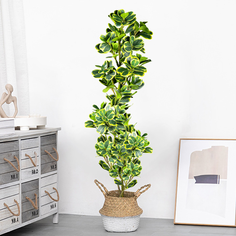 76 cm/115 cm Albero Ficus Arti - Rubber Plant Ficus recensione e prezzo