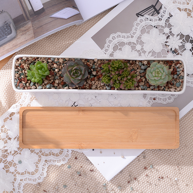 Vaso da fioriera succulenta in - Cactus Mix Pot recensione e prezzo