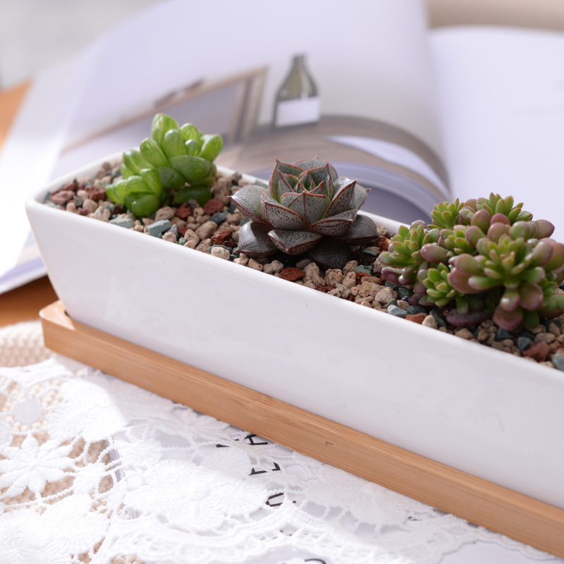 Vaso da fioriera succulenta in - Cactus Mix Pot recensione e prezzo