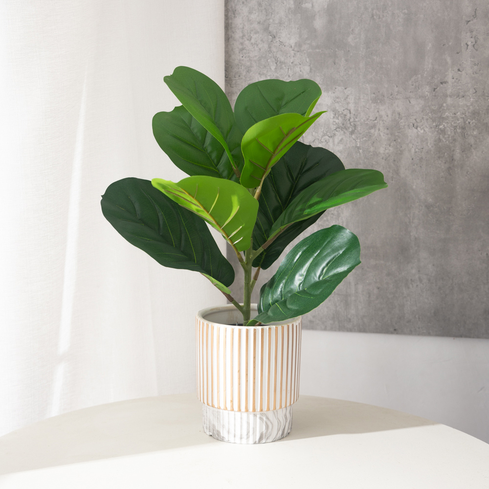 38 centimetri 9 Forchette Pian - Rubber Plant Ficus recensione e prezzo