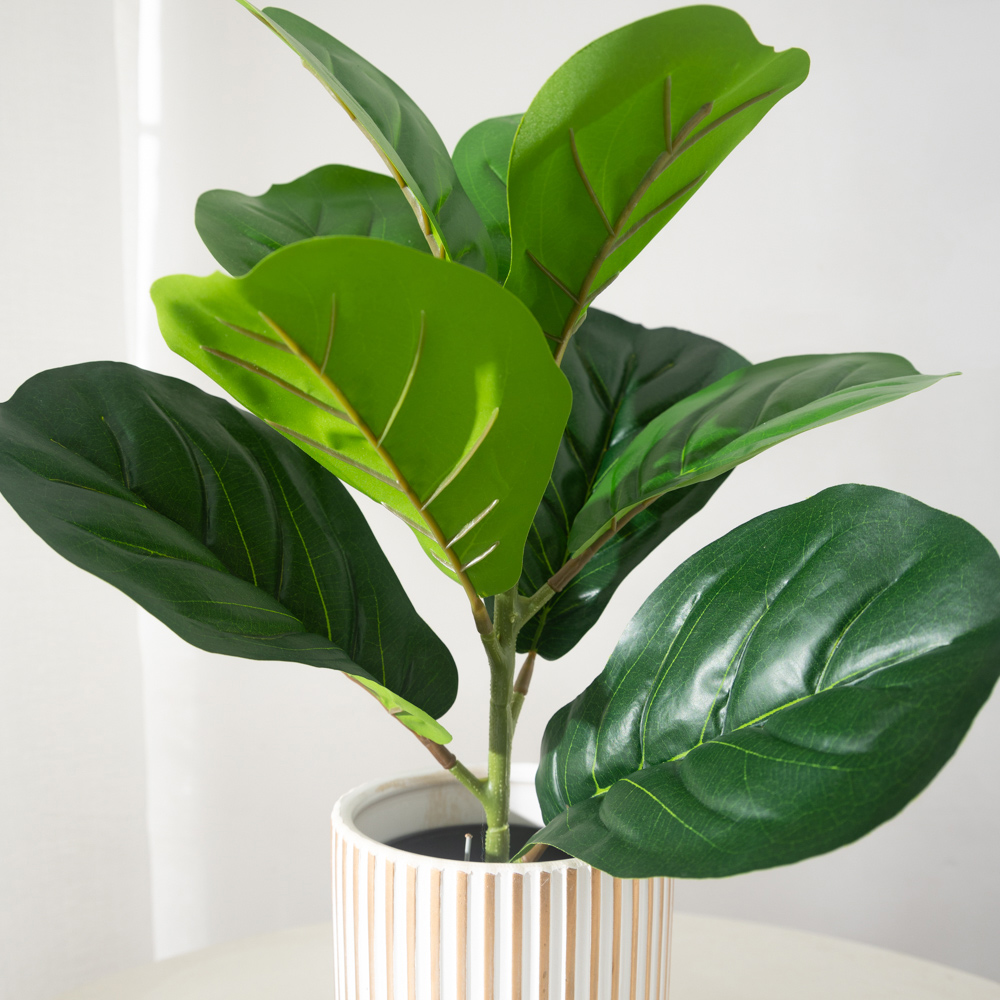 38 centimetri 9 Forchette Pian - Rubber Plant Ficus recensione e prezzo