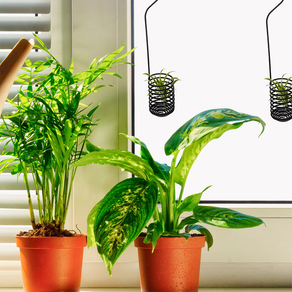 Set di 3 Ganci a Spirale per P - Air Plant Tillandsia recensione e prezzo