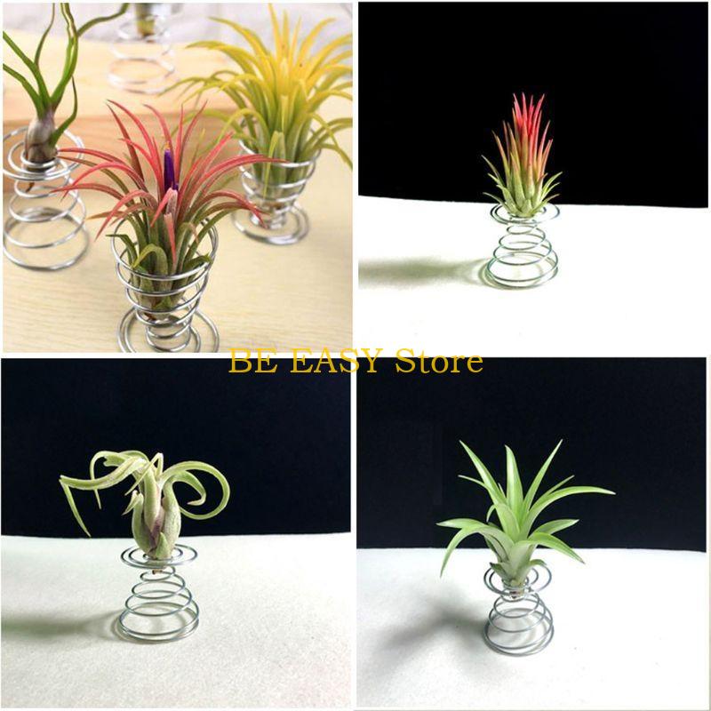 E28F Set 20 piante da appartam - Air Plant Tillandsia recensione e prezzo