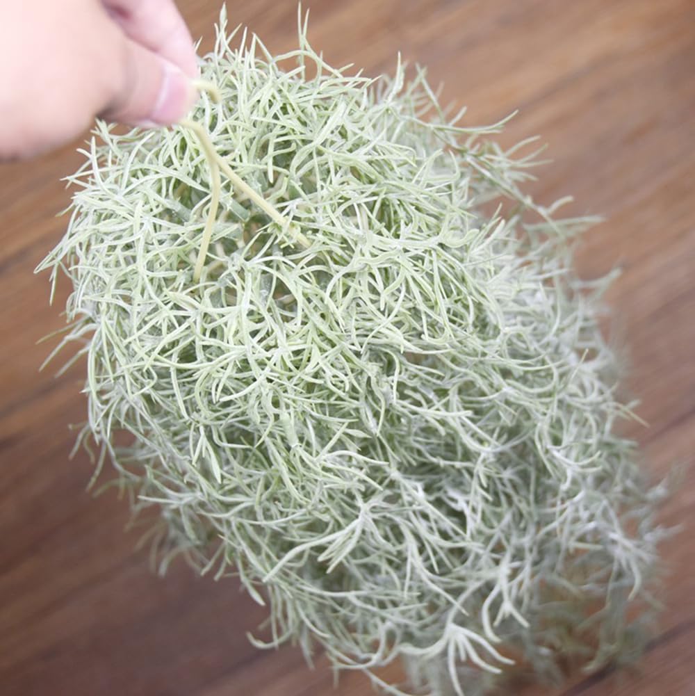 Piante ad aria artificiali flo - Air Plant Tillandsia recensione e prezzo