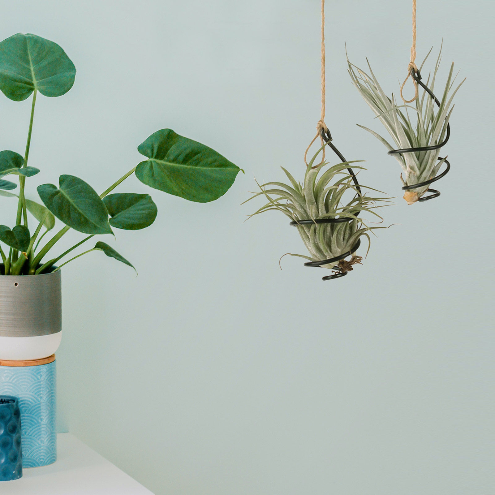 Set di 12 Supporti a Spirale i - Air Plant Tillandsia recensione e prezzo