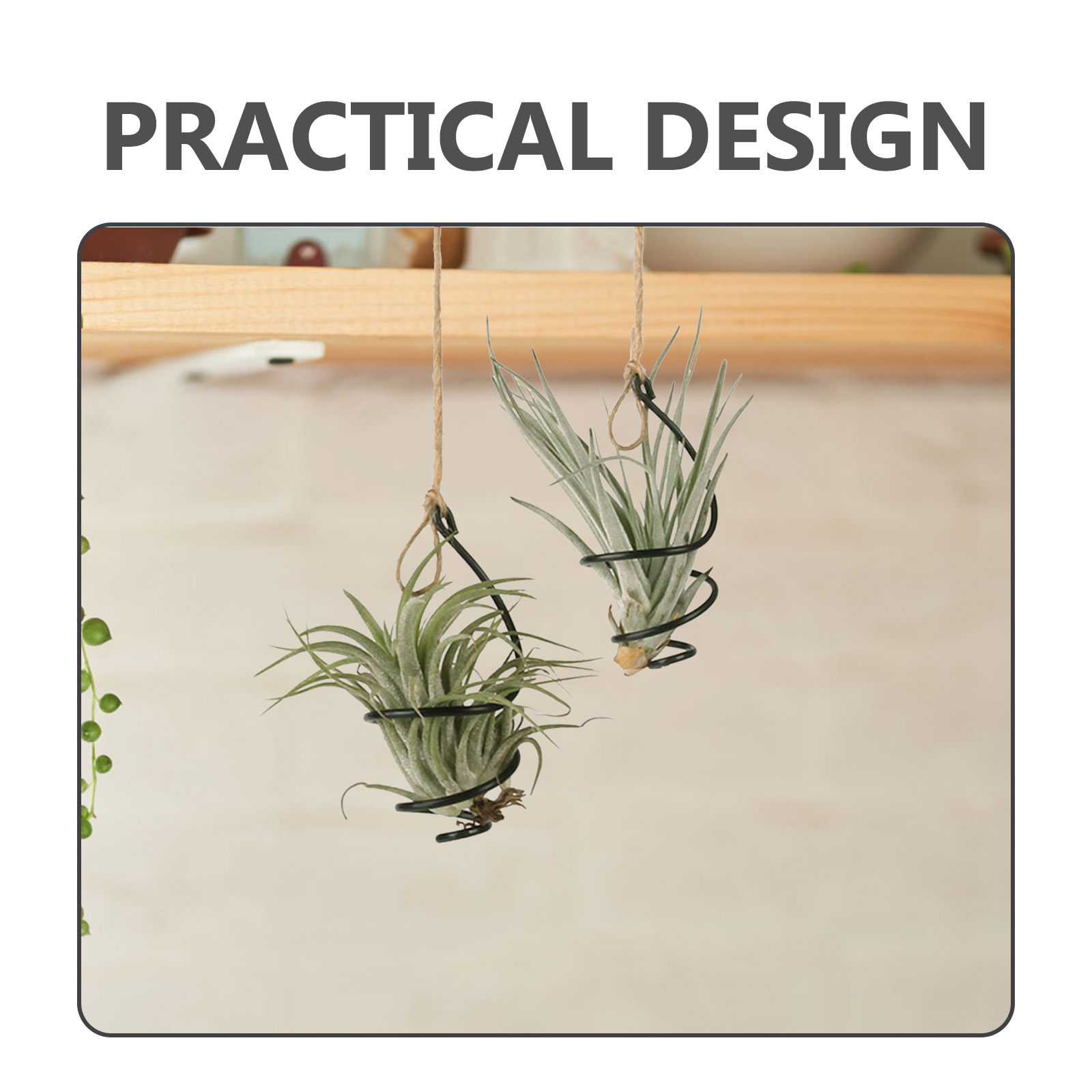 Set di 12 Supporti a Spirale i - Air Plant Tillandsia recensione e prezzo