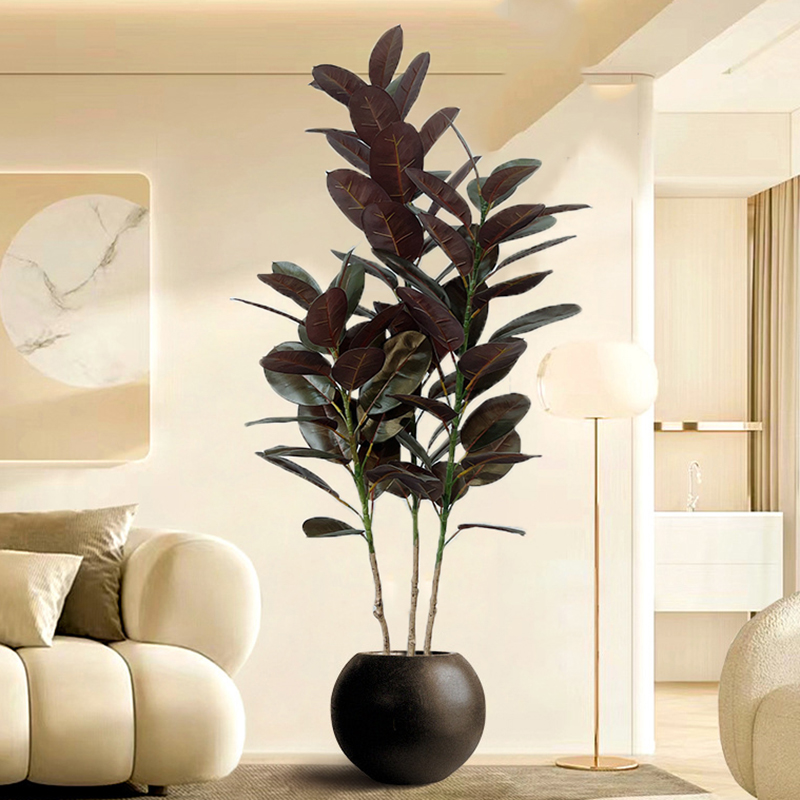 13-70in Grande Ficus Albero di - Rubber Plant Ficus recensione e prezzo