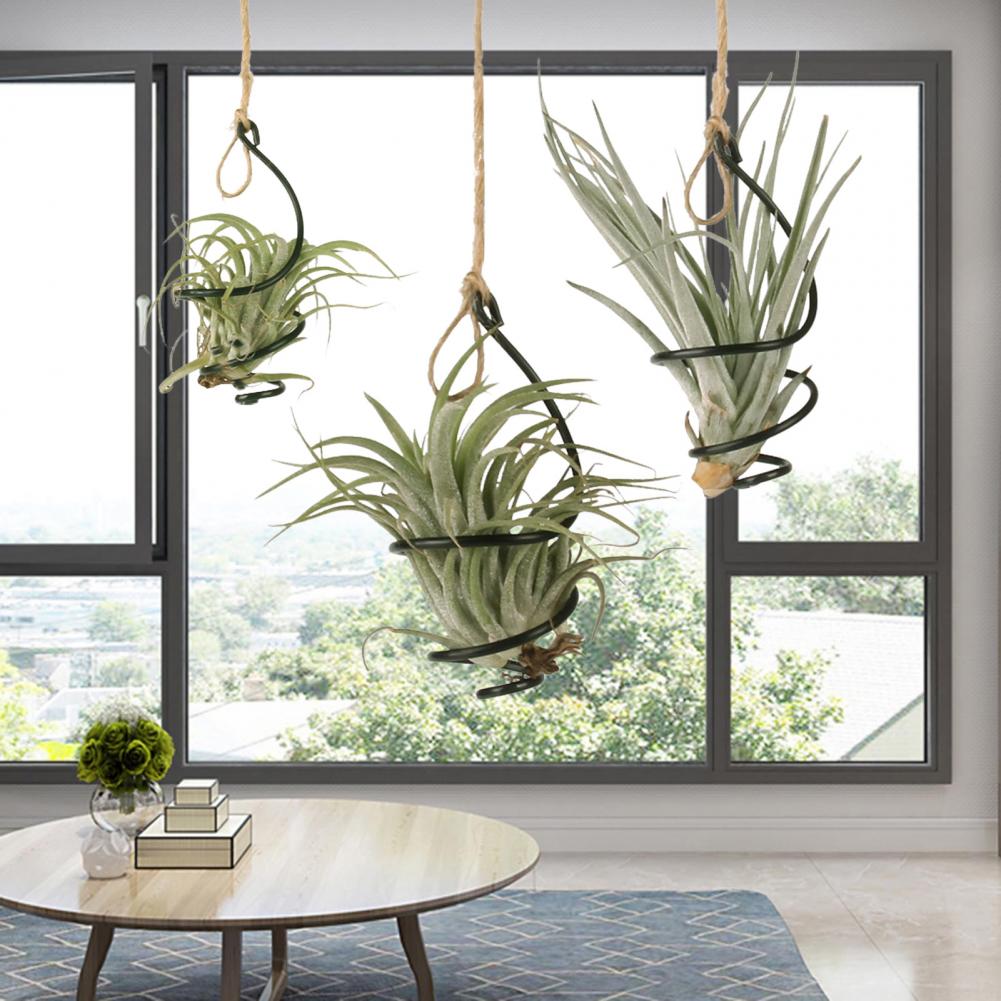 Supporto per Piante in Metallo - Air Plant Tillandsia recensione e prezzo