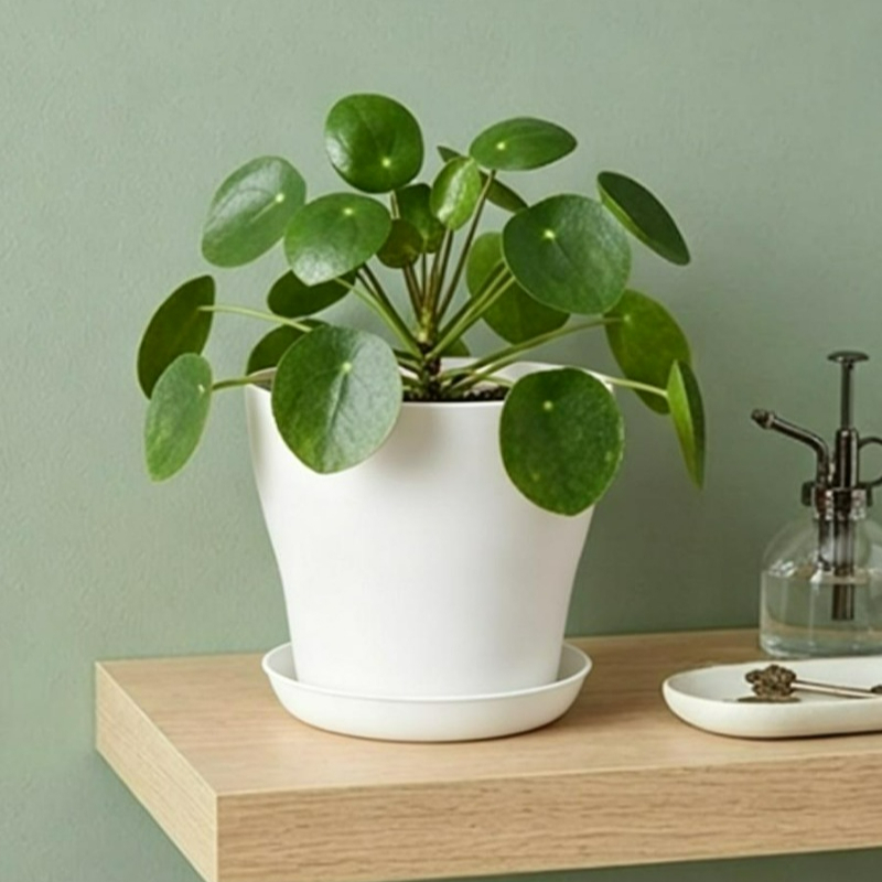 Set di Vasi per Piante con For - Cactus Mix Pot recensione e prezzo